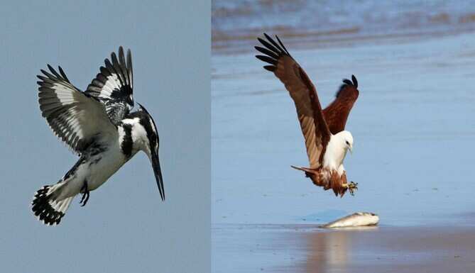 Lesser Pied Kingfisher and Brahminy Kite overcoming Refraction | By&nbsp;Dr. Raza H Tehsin