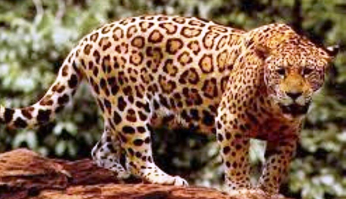 Panther spotted in areas near Badgaon