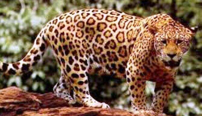 panther