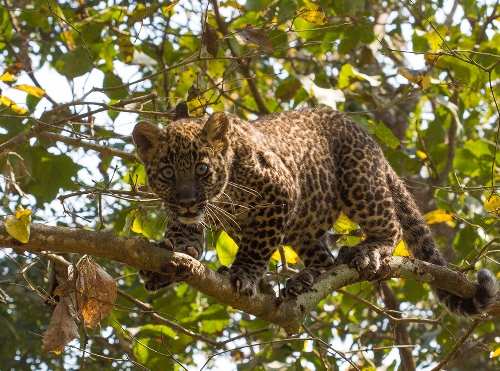 Panther cub spotted once again in Dudhtalai area