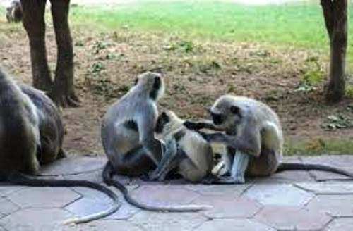 Monkeys attack tourists in Jaisamand
