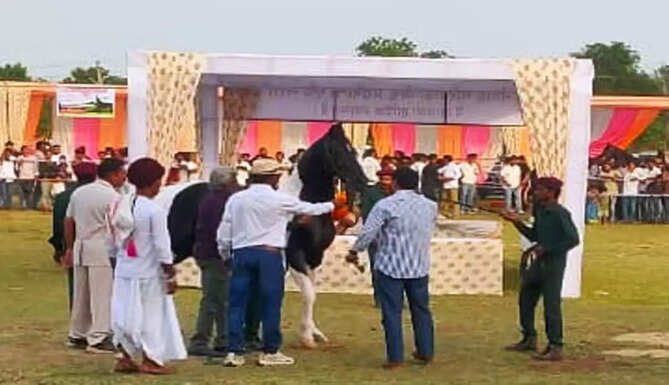 mewar marwar horse fair