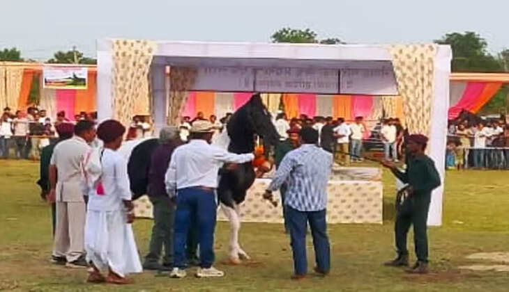 mewar marwar horse fair