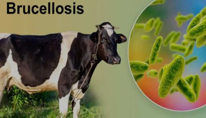 brucellosis disease 