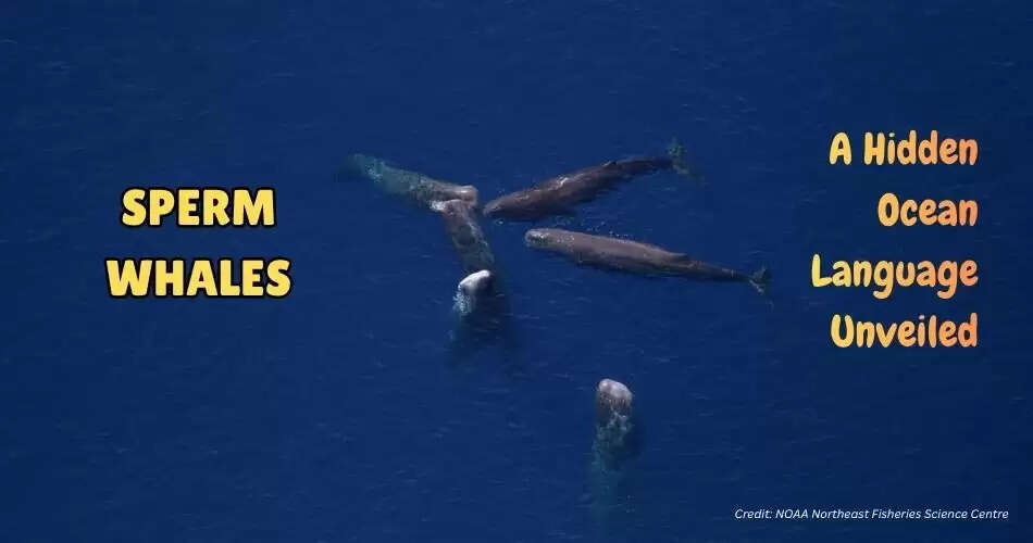 SPERM WHALES