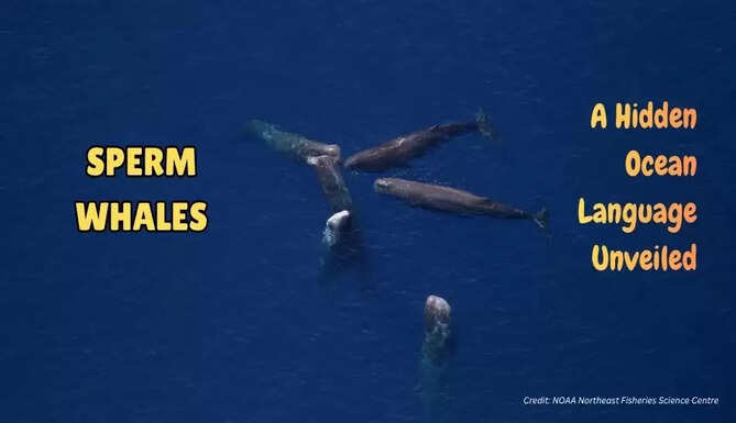 SPERM WHALES