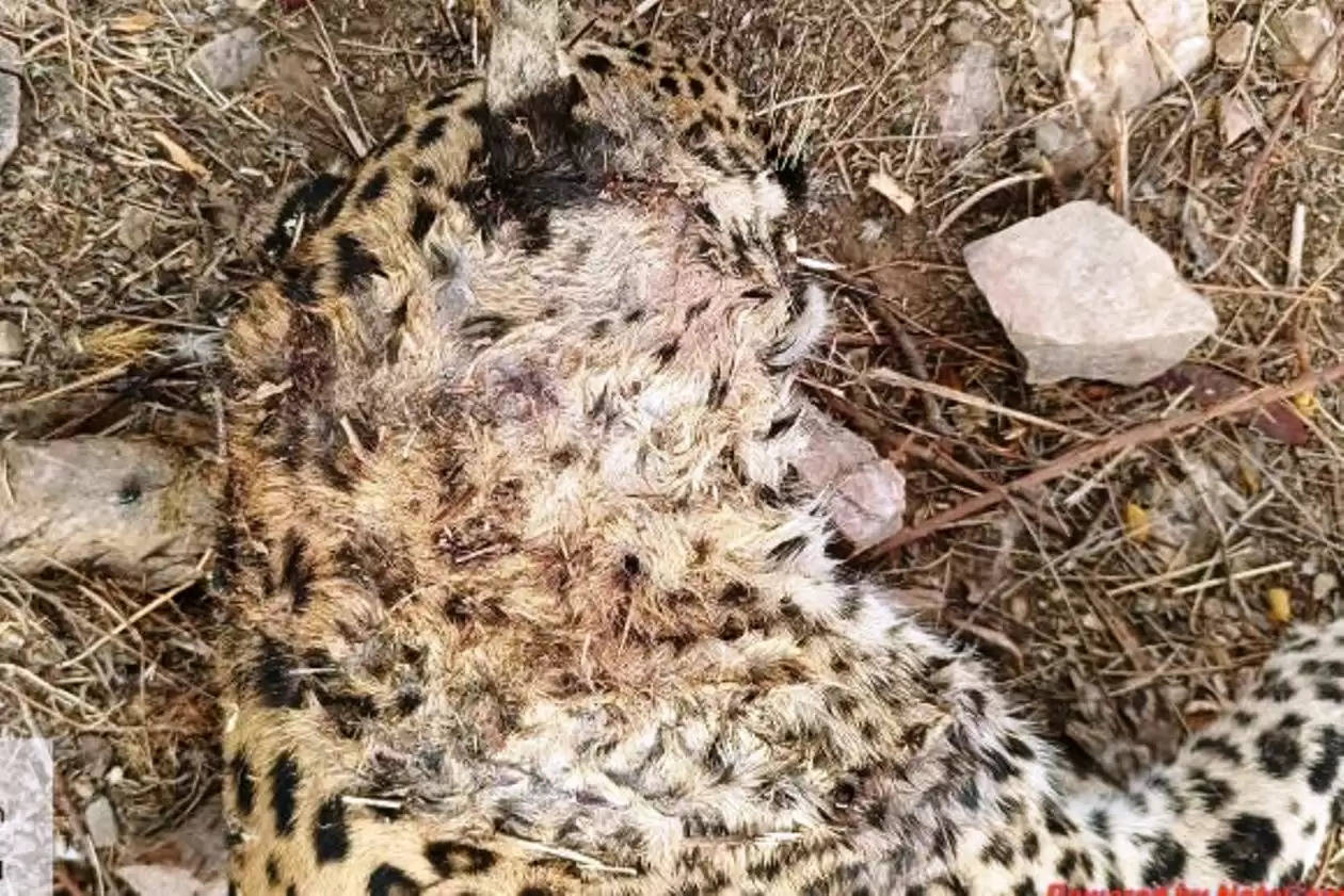 leopard killed