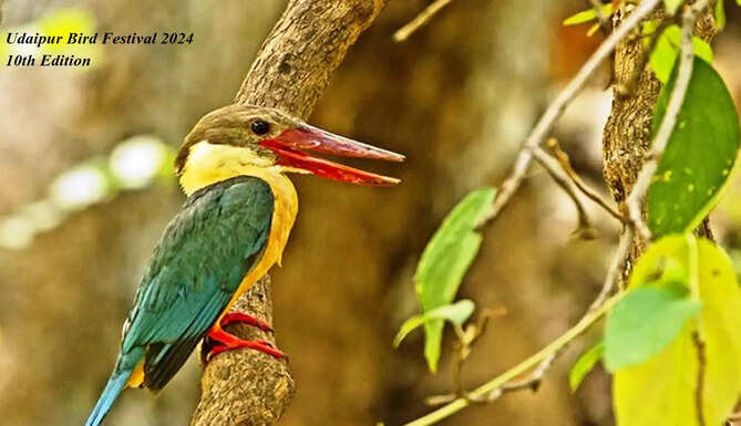 udaipur bird festival