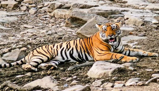 Tiger T-104