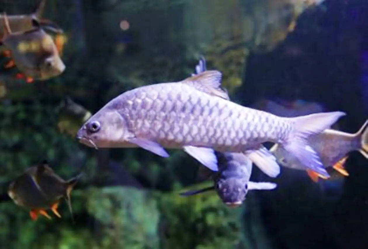 mahaseer fish