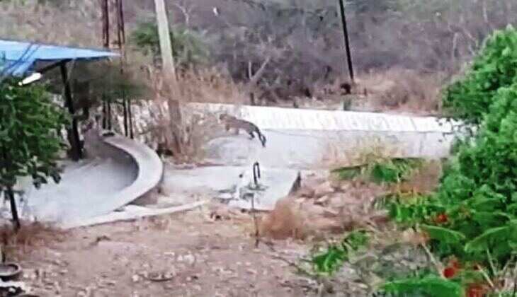 करणी माता मंदिर पर दिखा तेंदुआ