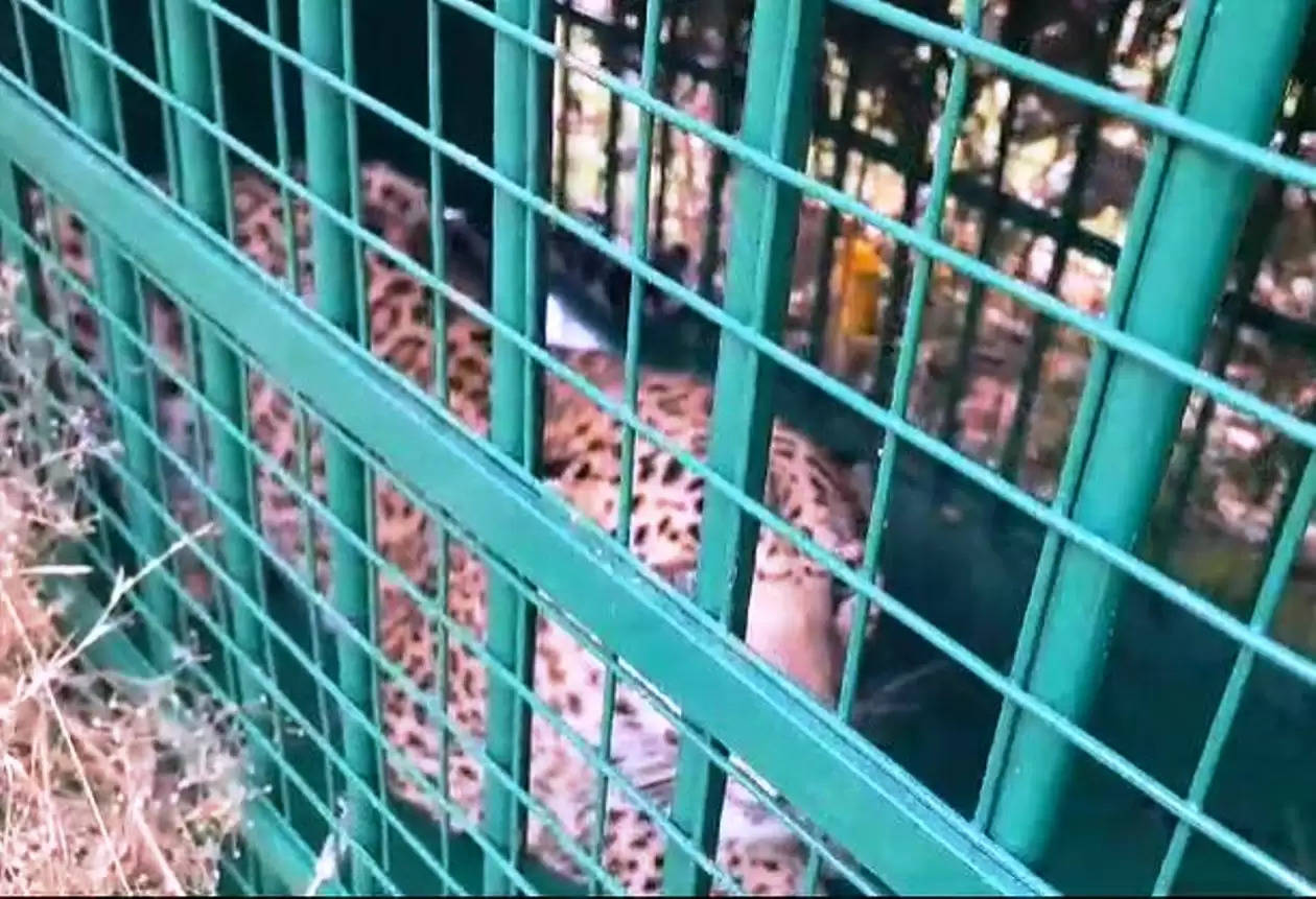 leopard in cage