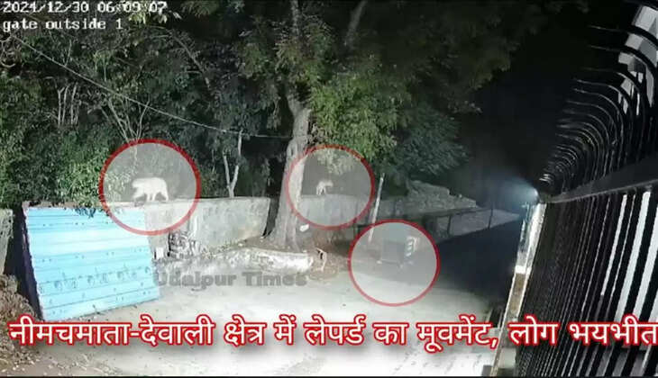 leopard movement in neemach mata 