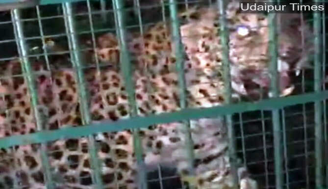 Leopard 