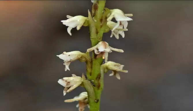 orchids