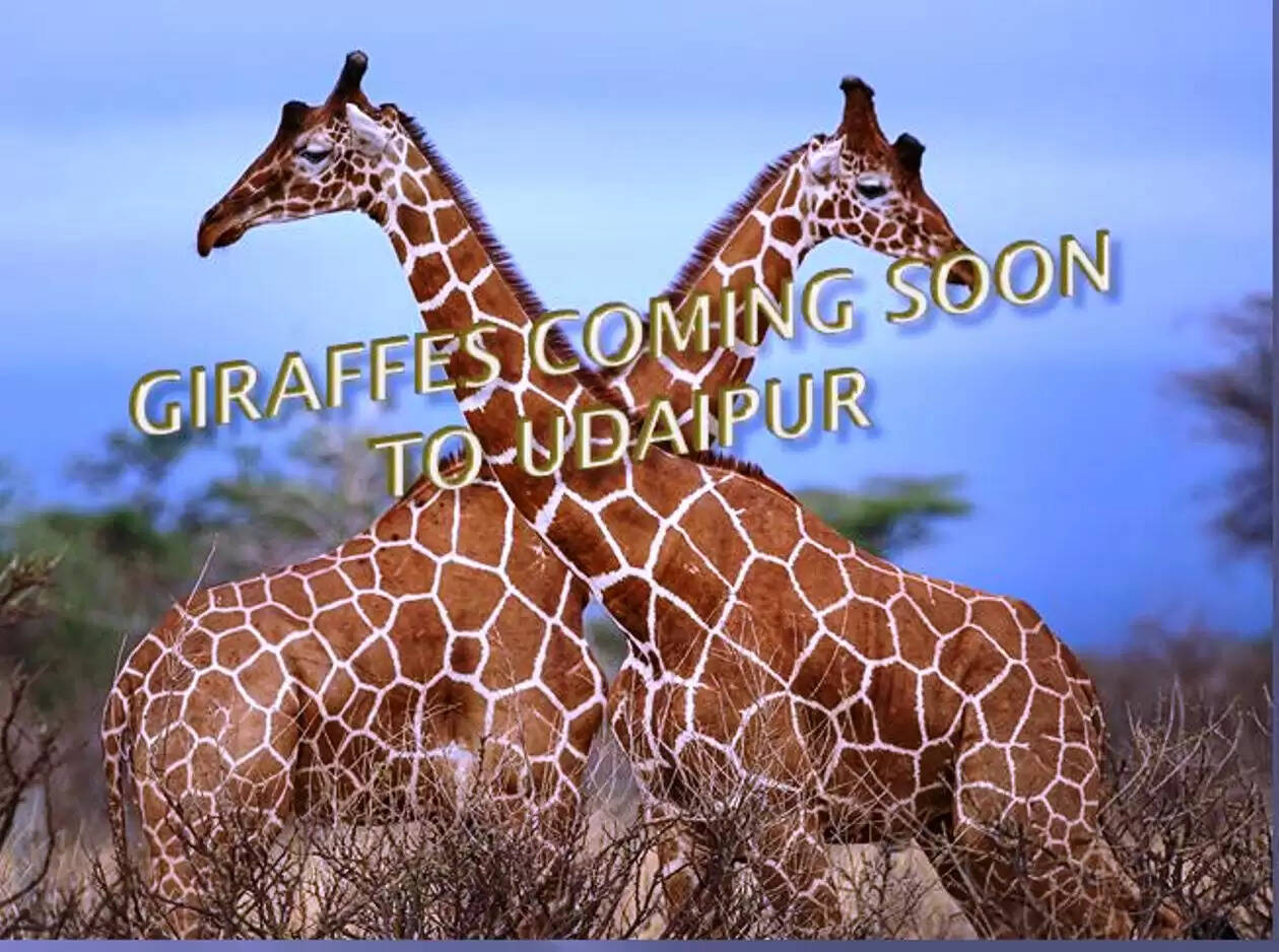 Giraffes