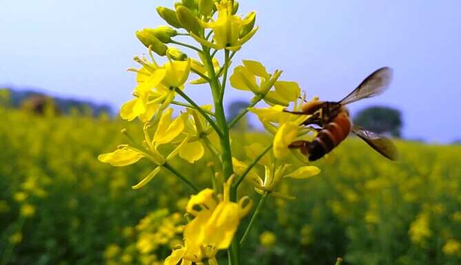 honey bee