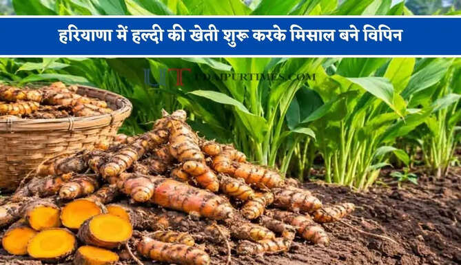 हरियाणा में हल्दी की खेती शुरू करके मिसाल बने विपिन, अब कर रहे लाखों में कमाई&nbsp;