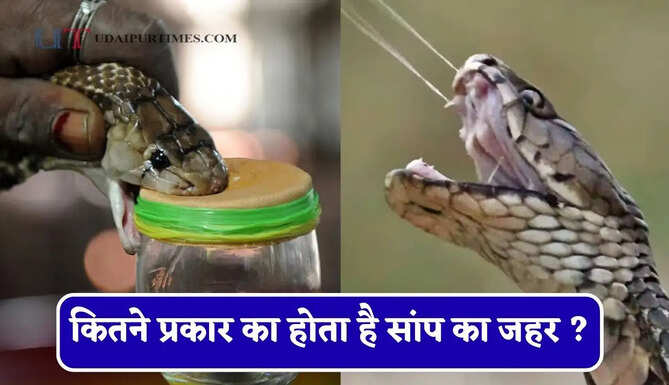 कितने प्रकार का होता है सांप का जहर ? काटने पर शरीर के किस अंग पर होता है ज्यादा असर और कितनी देर में बच सकती है जान &nbsp;