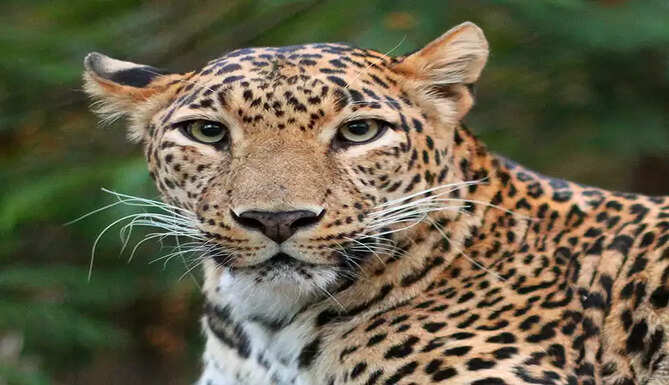  leopard 