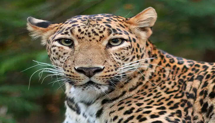 leopard 