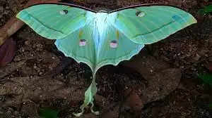 Luna Moth Butterfly