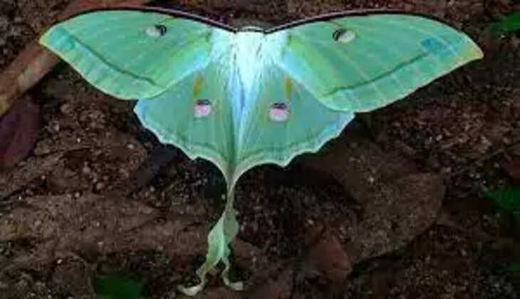 Luna Moth Butterfly