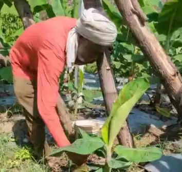 High tech Banana Farming