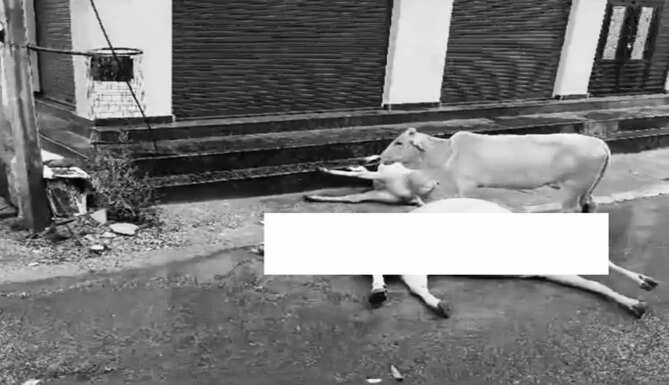 cow death from 