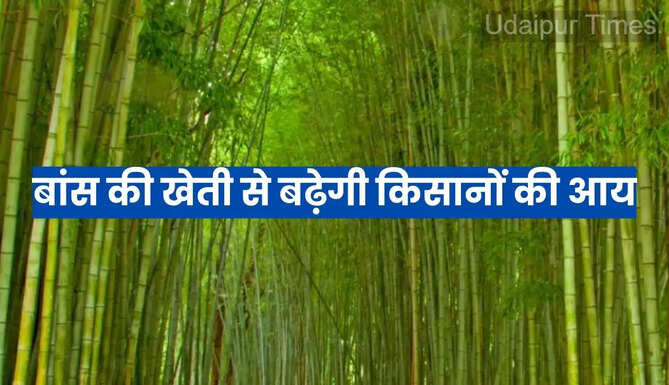 Bamboo Cultivation