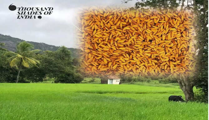 thousandshadesofindia Are you a rice junkie?