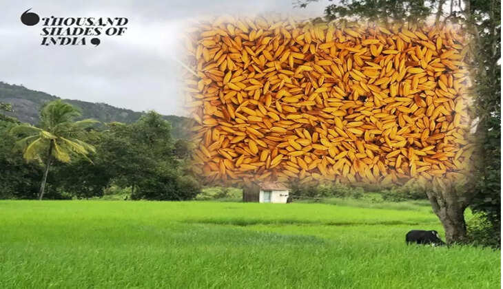 thousandshadesofindia Are you a rice junkie?