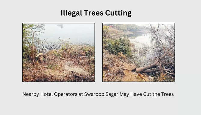 Illegal Trees Cutting Swaroop Sagar