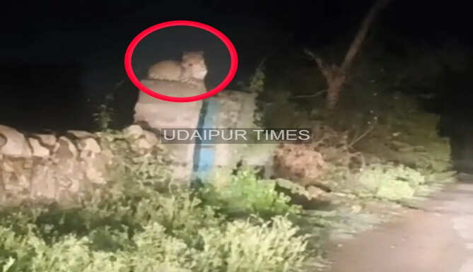 Leopard attack in Vitholi village, Udaipur, after a tied cow was killed inside a cattle shed