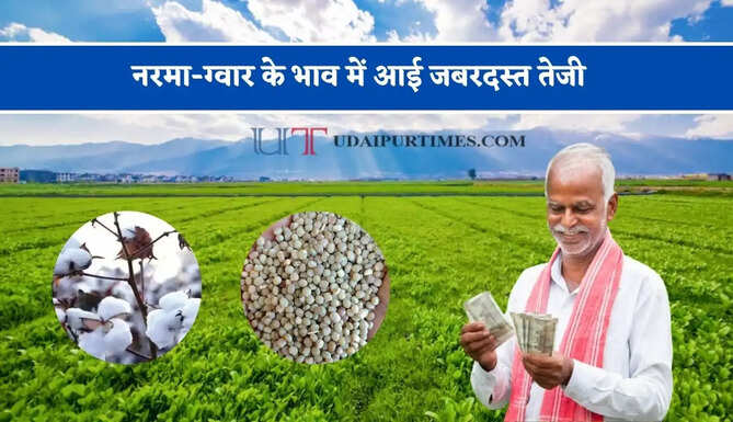 नरमा-ग्वार के भाव में आई जबरदस्त तेजी, देखें सभी मंडियों के नए रेट