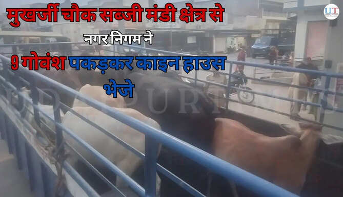 मुखर्जी चौक सब्जी मंडी क्षेत्र से   नगर निगम ने 9 गोवंश पकड़कर काइन हाउस भेजे