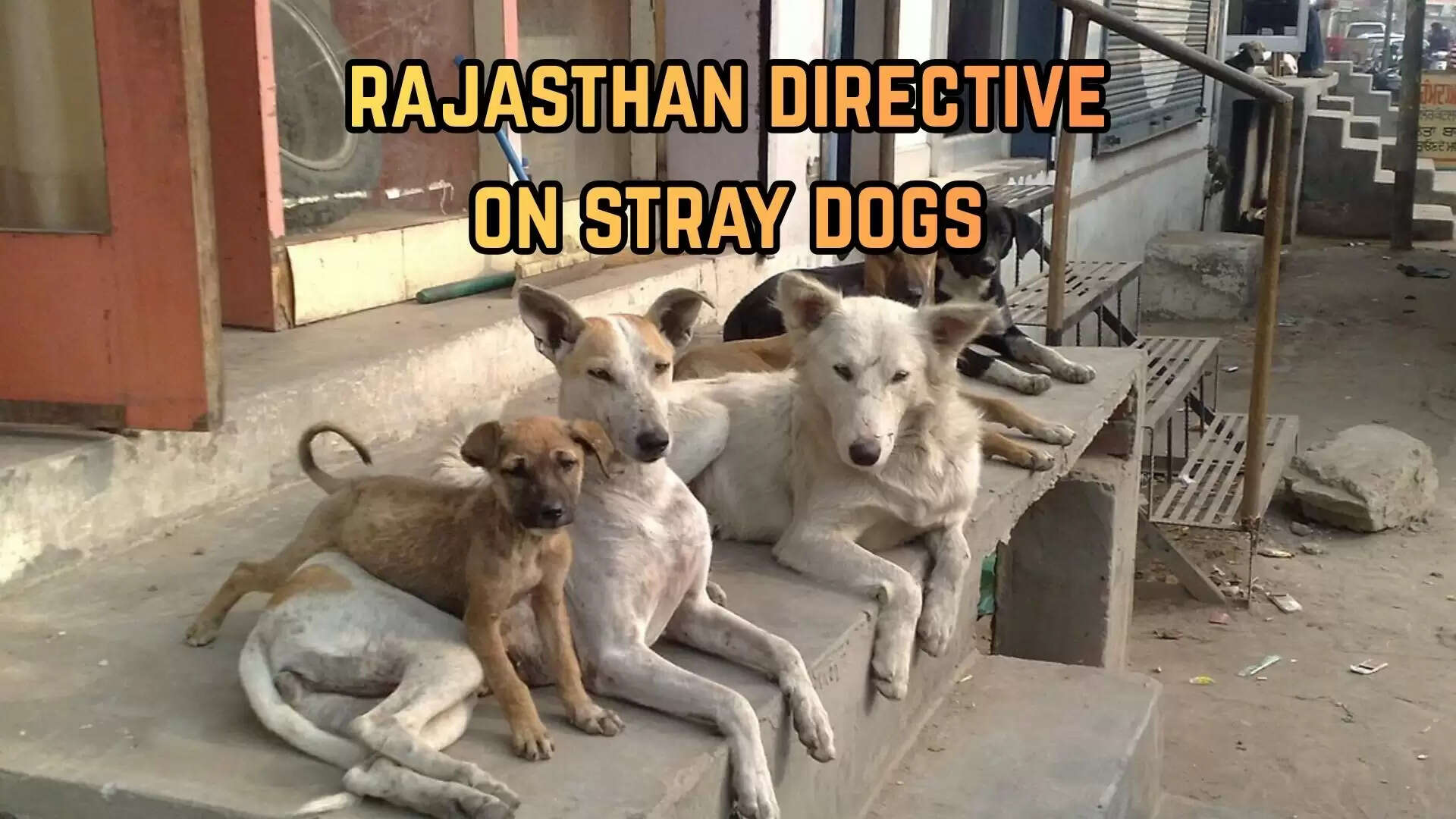 stray dogs