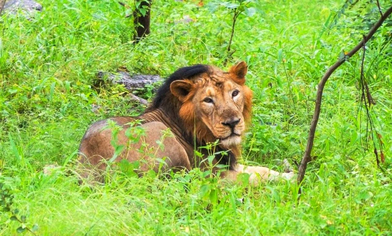 Now Asiatic lions in Jaipur zoo found positive