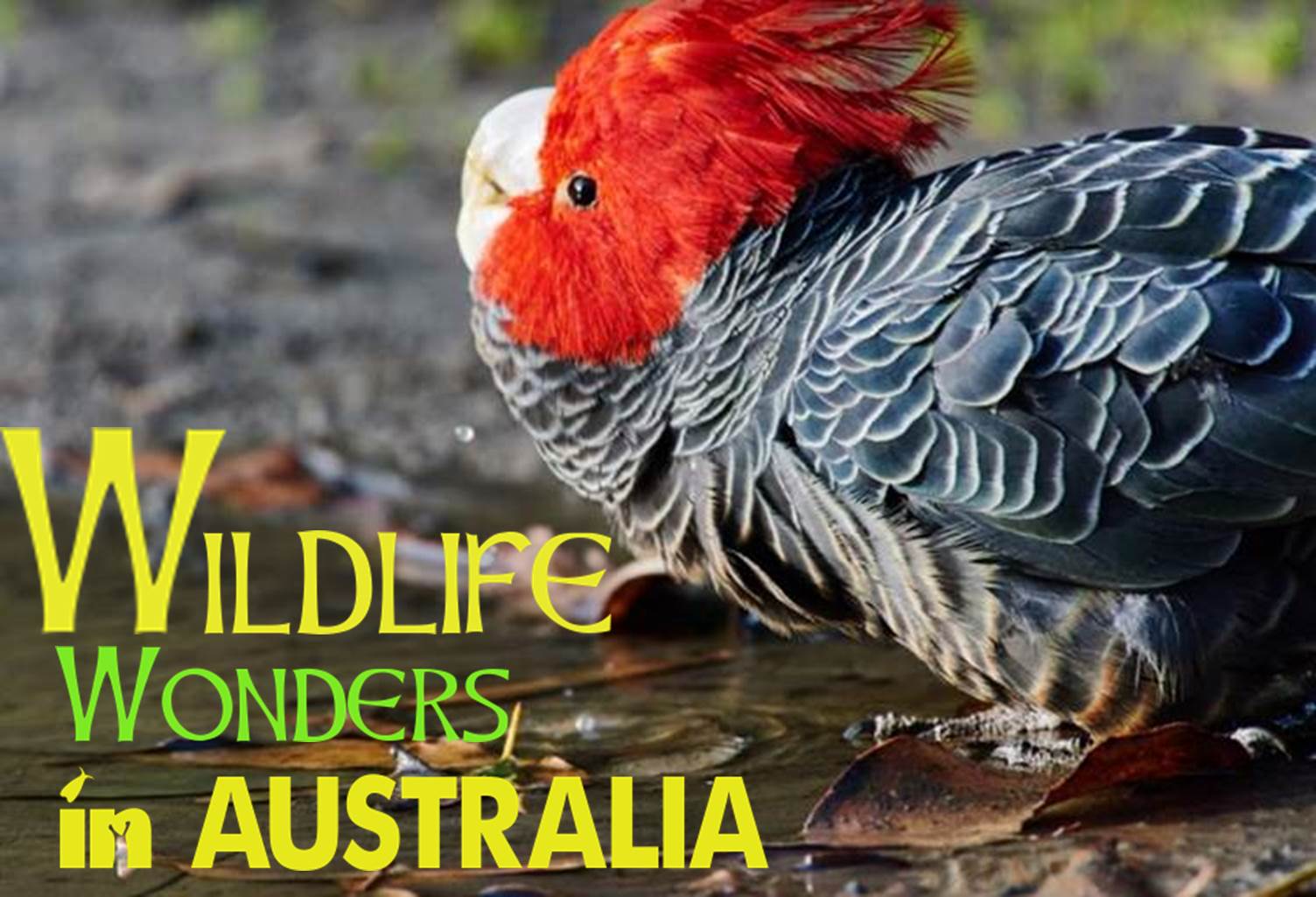 [PHOTOS/VIDEO] WILDLIFE WONDERS in Australia - Wild side of the Great Ocean Road is the new ecotourism attraction