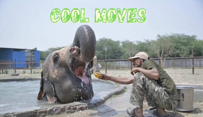 Cool Moves