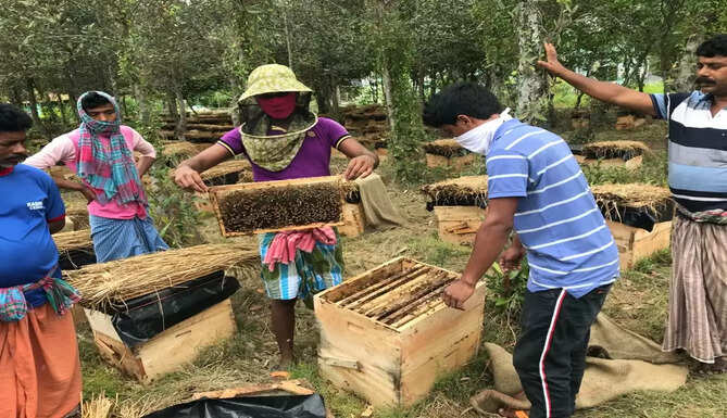bees