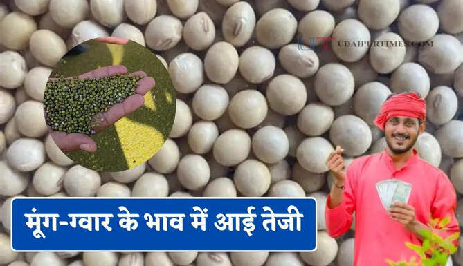 मूंग-ग्वार के भाव में आई तेजी, देखें सभी मंडियों के नए रेट