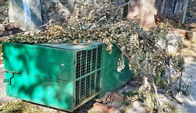 cage for panther