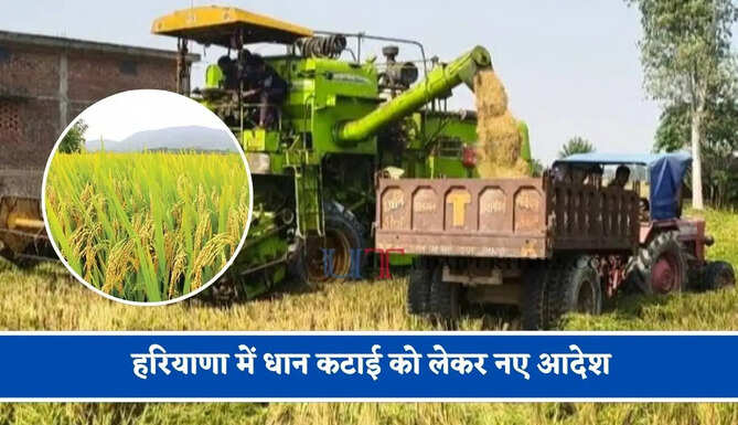 हरियाणा में धान कटाई को लेकर नए आदेश, जाने किस समय तक काट सकेंगे फसल ?