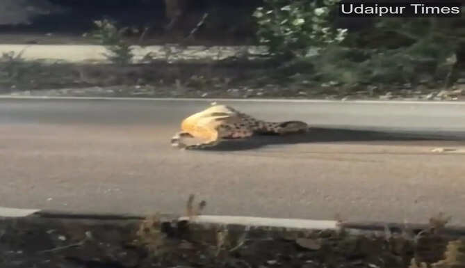 Forest Department officials rescue an injured leopard after a late-night operation near Bhairavgarh Road in Udaipur, Rajasthan.
