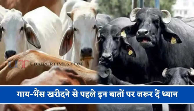 गाय-भैंस खरीदने से पहले इन बातों पर जरूर दें ध्यान, वरना बाद में हो सकती है परेशानी