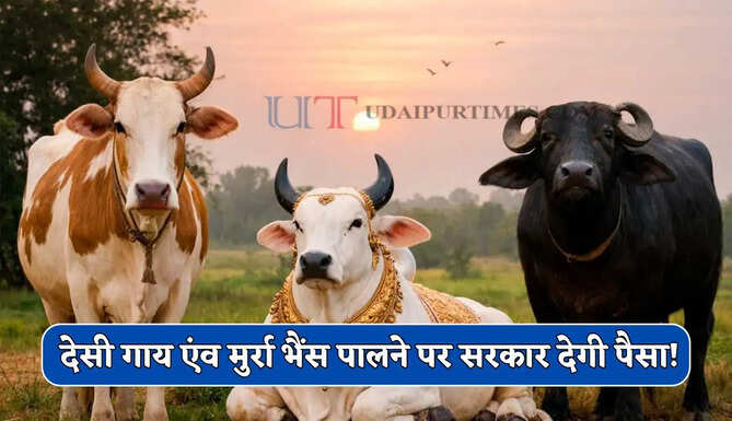 हरियाणा में देसी गाय एंव मुर्रा भैंस पालने पर सरकार देगी पैसा ! जाने कैसे मिलेगा लाभ