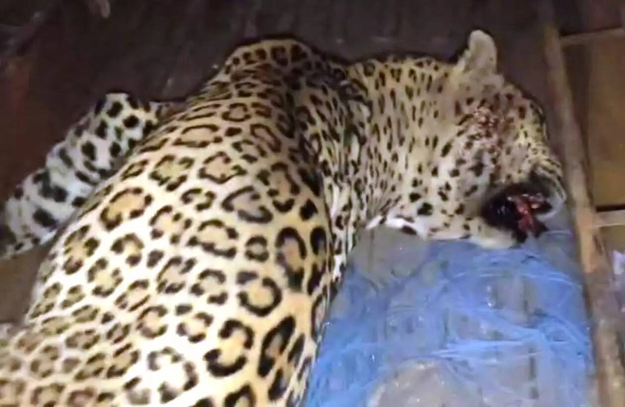 panther killed in accident