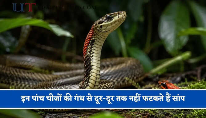 इन पांच चीजों की गंध से दूर-दूर तक नहीं फटकते हैं सांप, बारिश के मौसम में जहरीले जीवों से ऐसे करें घर की रक्षा&nbsp;