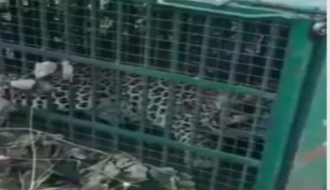 Leopard